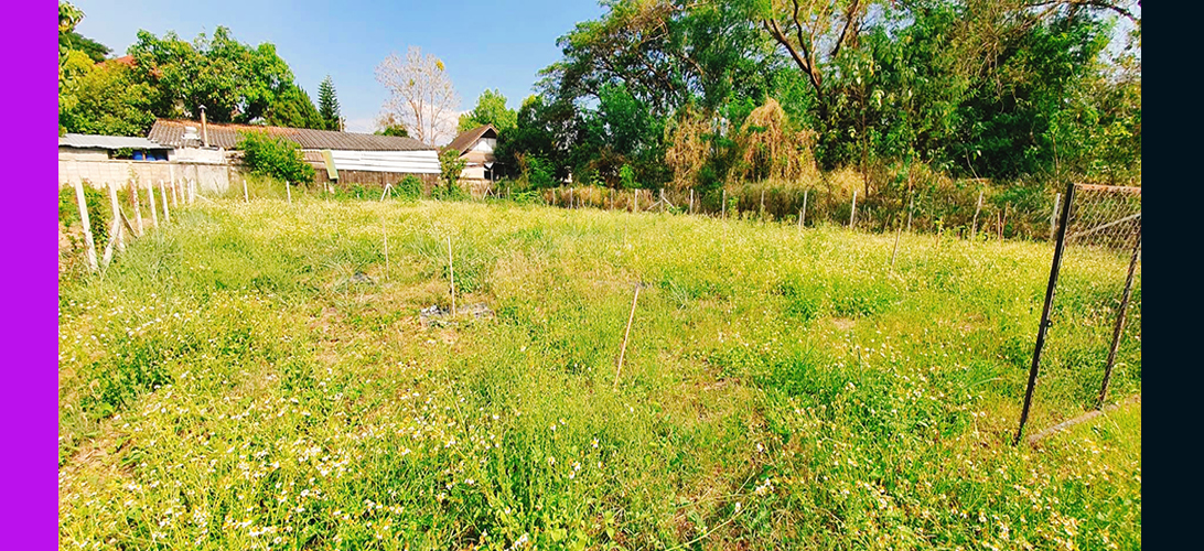 ประกาศ ขาย ติดซอยเข้าถึงง่าย เหมาะสำหรับสร้างบ้านสร้างบ้านเช่า อพาร์ตเมนต์หรือทำโฮมออฟฟิศ ที่ดินเชียงใหม่ยินดีรับนายหน้าป่าแดด อยู่ในโซนที่มีความต้องการที่อยู่อาศัยสูง